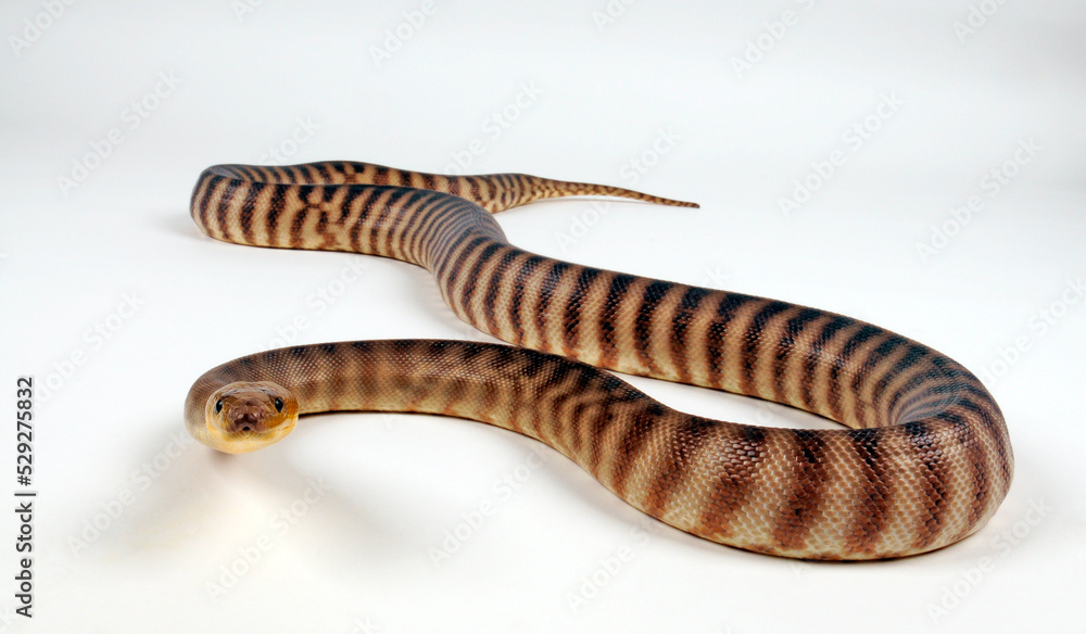 Naklejka premium Woma Python (Aspidites ramsayi)
