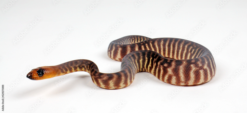 Fototapeta premium Woma Python (Aspidites ramsayi) - Juvenile / Jungtier