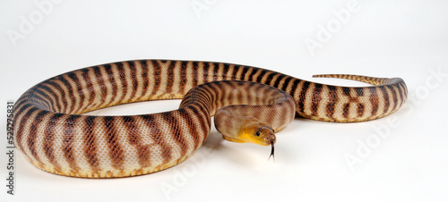 Woma Python (Aspidites ramsayi) photo