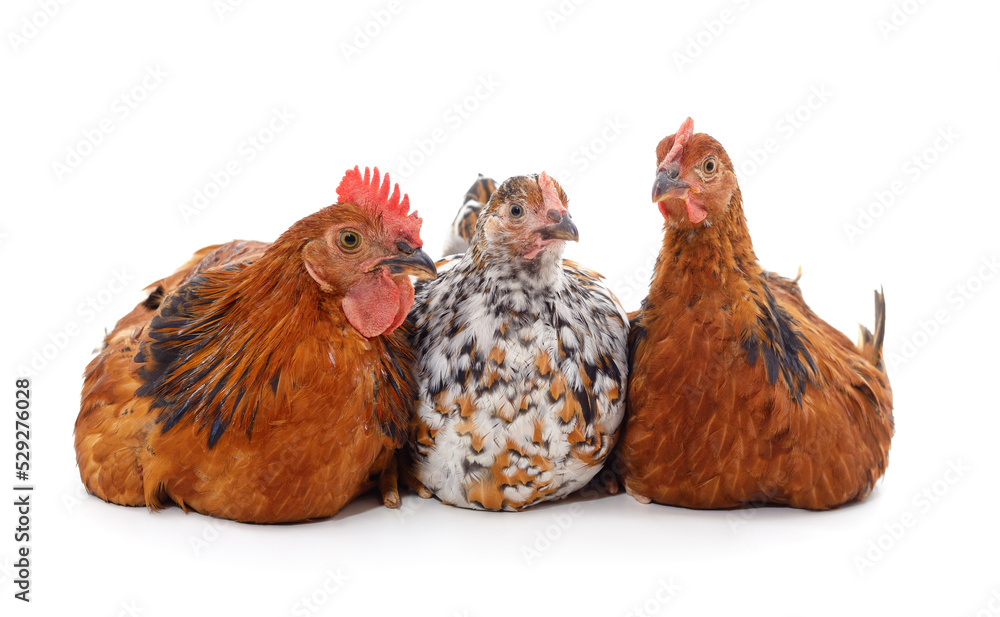 Three brown chickens.