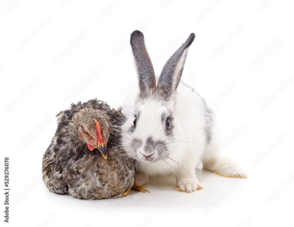 Gray rabbit with brown chickens. Gray rabbit with brown chickens.