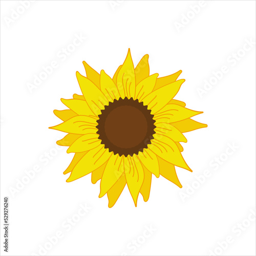 Obraz na płótnie beautiful yellow sunflower bloom vector illustration,isolated on white background w salonie