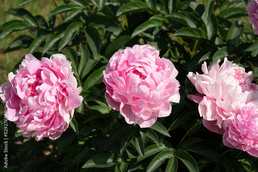 A large bush of pink peonies in a garden.