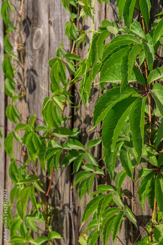 Green foliage hangs from a wooden fence.