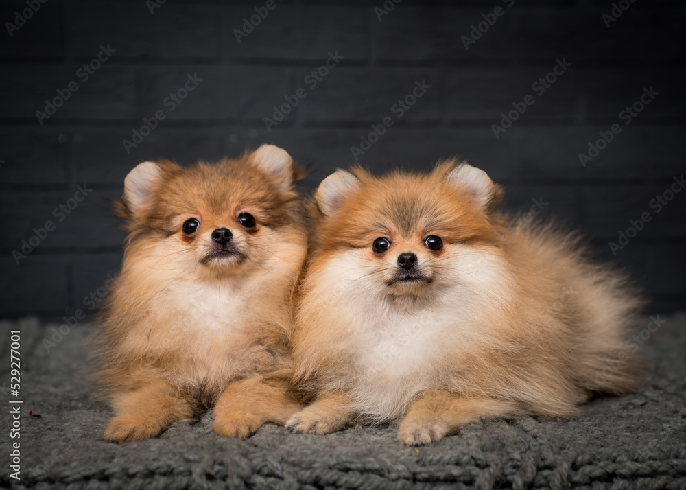 Fluffy red dogs lie on a plaid against a stone wall. The breed of the dog is the Pomeranian