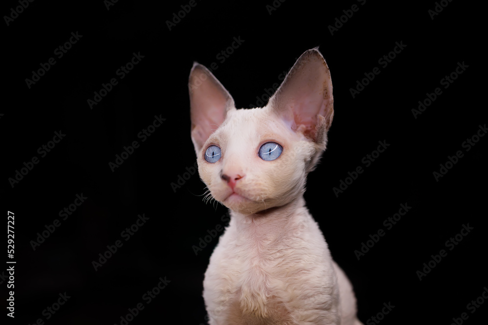 portrait of a small white kitten of the Devon Rex breed on a black background with big blue eyes