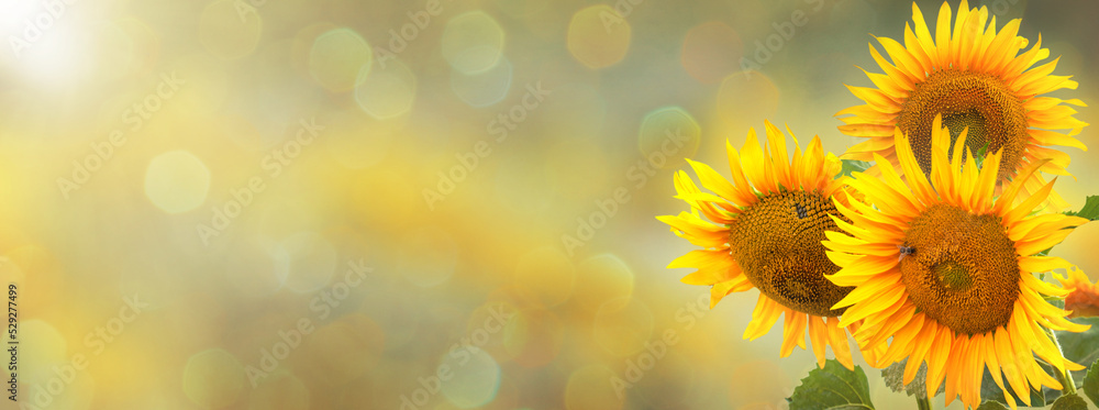 Obraz premium Three blooming sunflowers on a blurred background of nature.