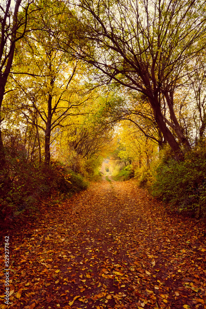 Autumn forest scenery with road of fall leaves warm light illumining the gold foliage. Footpath in scene autumn forest nature. Germany.