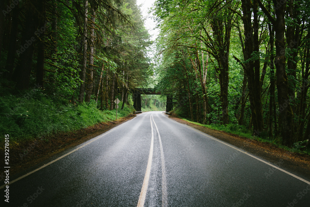 Empty country road amidst trees Empty country road amidst trees