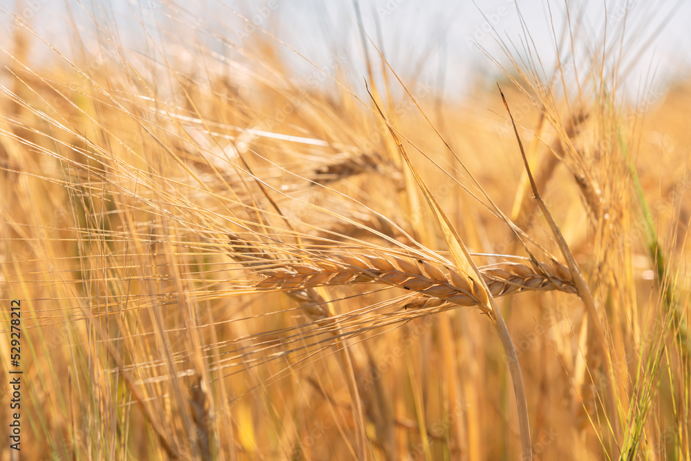 Golden ripe ears of wheat and rye.