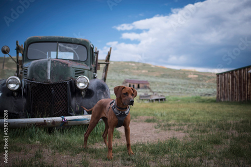 Dog standing in front of abandoned vintage car on field