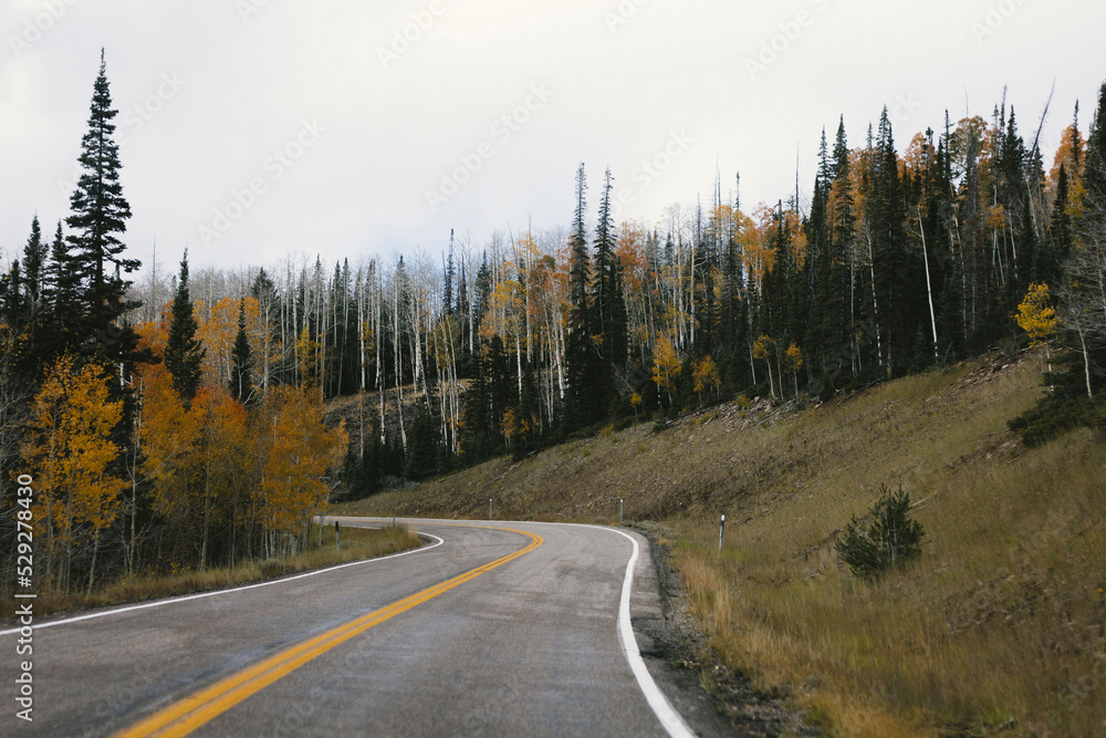 Empty country road amidst forest against clear sky Empty country road amidst forest against clear sky