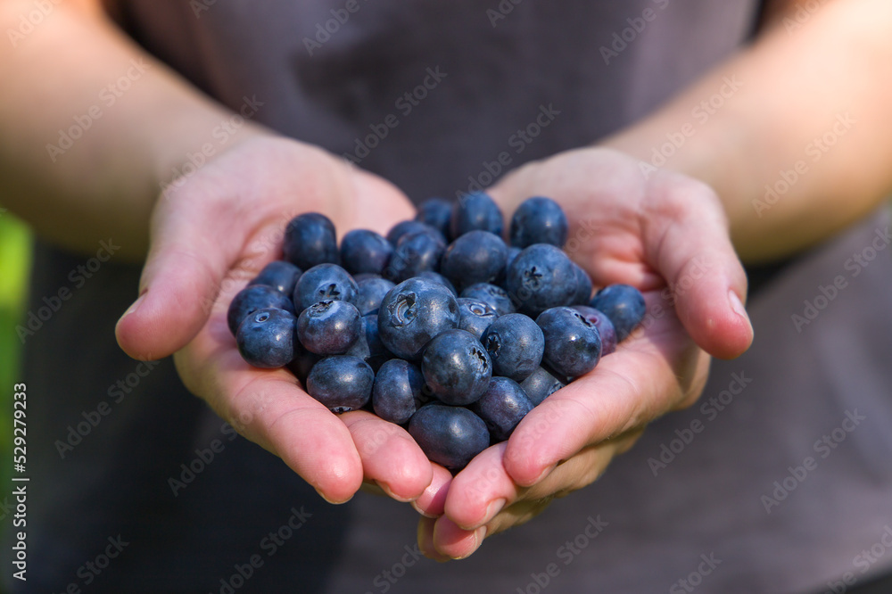 hand holding freshly harvested blueberry blueberries hand holding freshly harvested blueberry blueberries