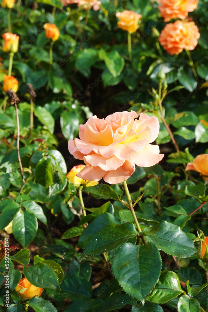 Peach roses blooming in a garden Peach roses blooming in a garden