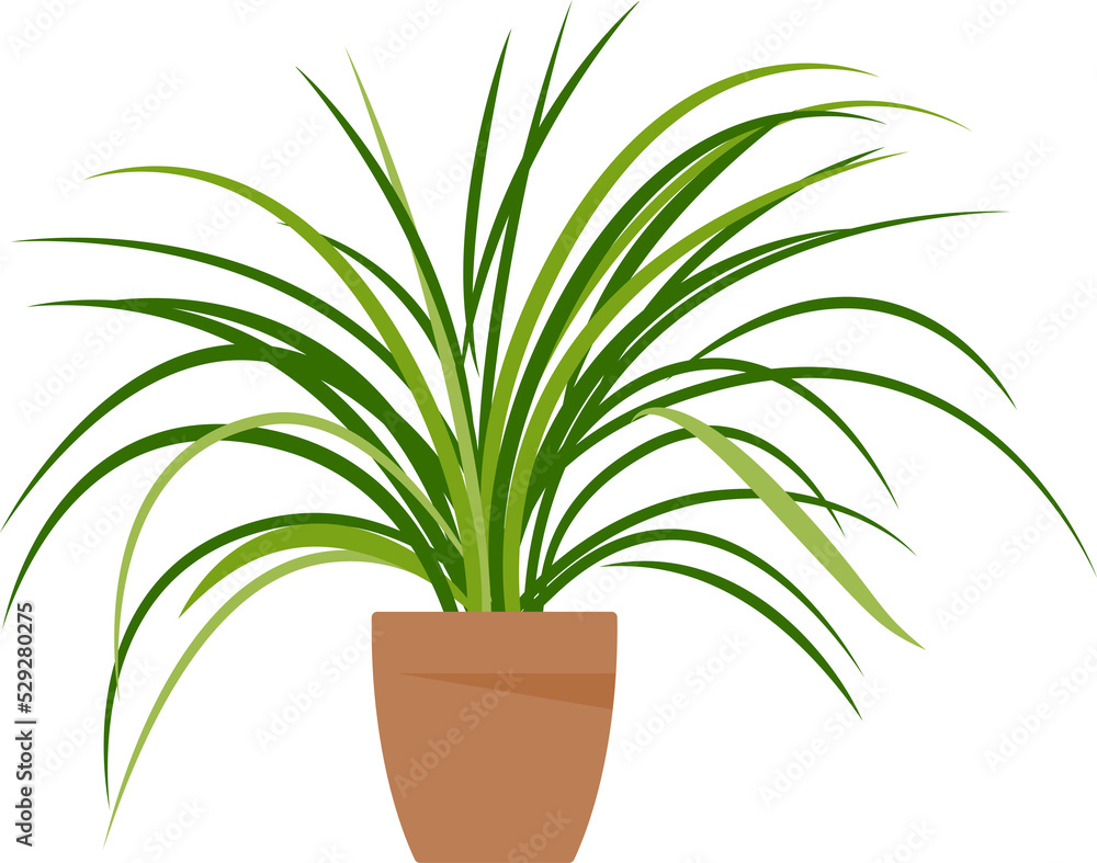 Home plant. Potted plant. Home plant. Potted plant.
