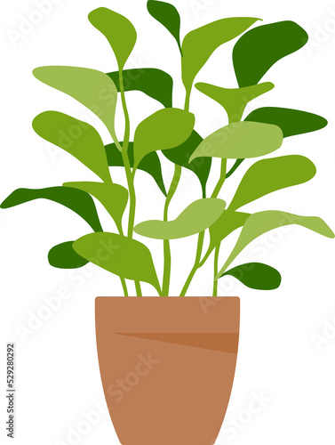 Home plant. Potted plant.