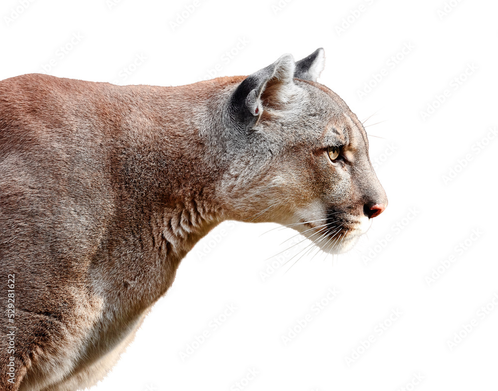 Portrait of Beautiful Puma on a transparent background in PNG format.  Cougar, mountain lion, puma, panther, striking pose, wildlife America.  Stock-foto | Adobe Stock