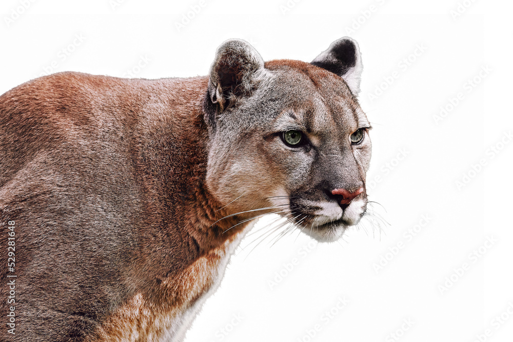 Fototapeta premium Portrait of Beautiful Puma on a transparent background in PNG format. Cougar, mountain lion, puma, panther, striking pose, wildlife America. 