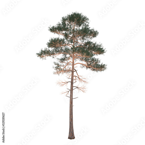 tree, isolate on a transparent background, 3d render © vadim_fl