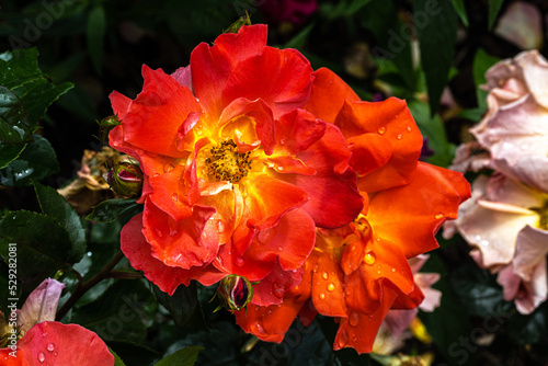 Flowers of    Spanish Sunset    Grandiflora Rose