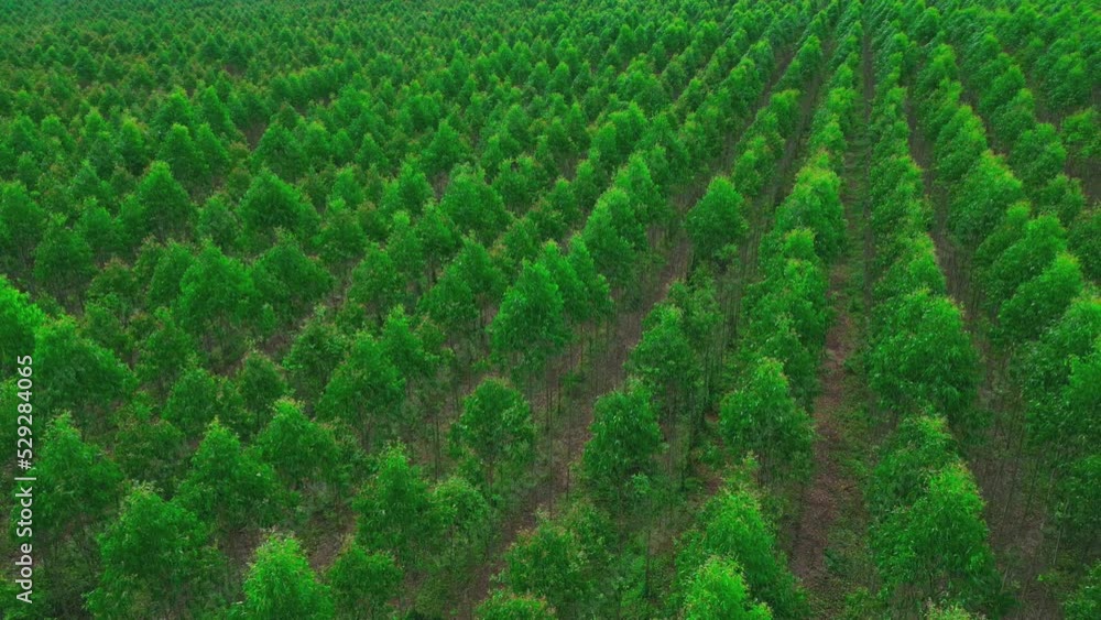 4K Video aerial drone shot top view of greenery farm in Thailand. 4K Video aerial drone shot top view of greenery farm in Thailand.