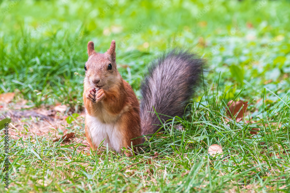 Autumn squirrel with nut sits on green grass with fallen yellow leaves Autumn squirrel with nut sits on green grass with fallen yellow leaves