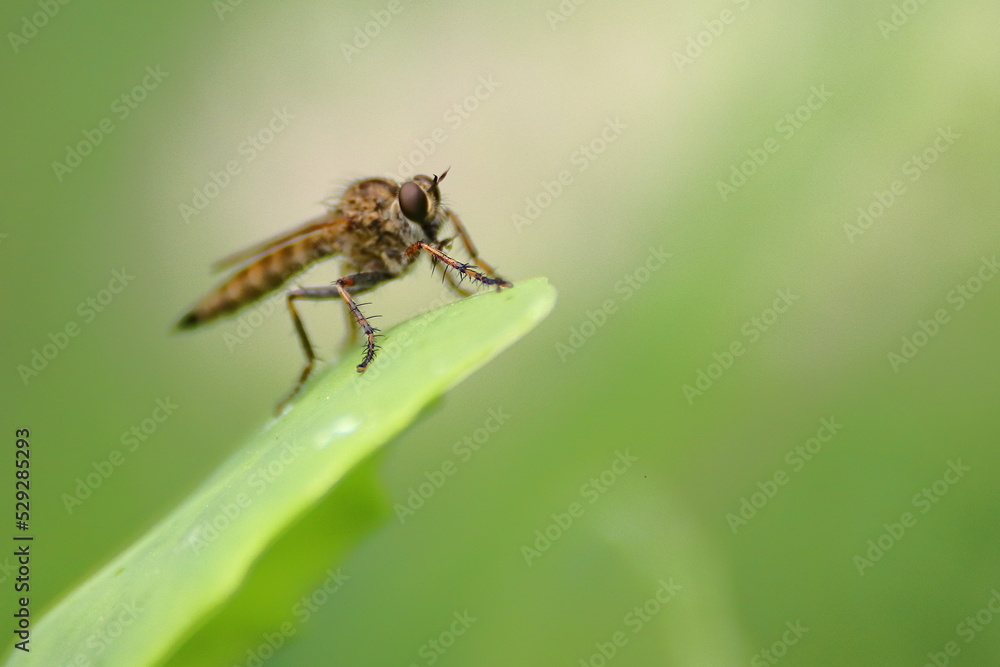Robber fly on leaf Robber fly on leaf
