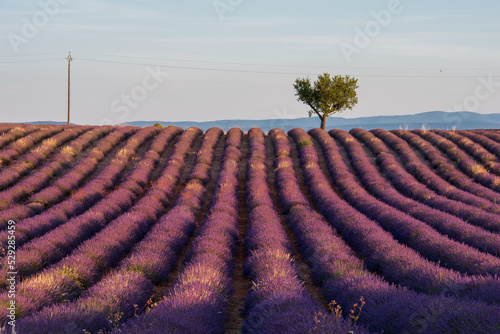 Lavendelfeld in der Morgensonne mit einem einzelnen Baum, Stromleitungen und den Bergen im Hintergrund in der Provence