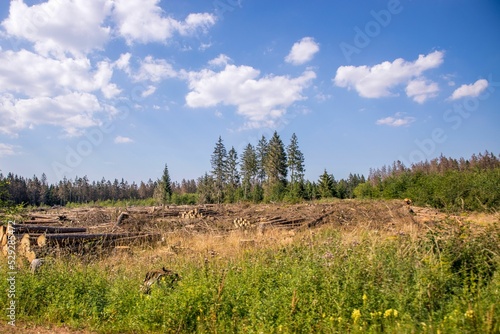 Cut-down trees put on top of each other with grown trees behind them in the Harz national park photo