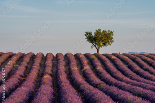 Lavendelfeld in der Morgensonne mit einem einzelnen Baum und den Bergen im Hintergrund in der Provence