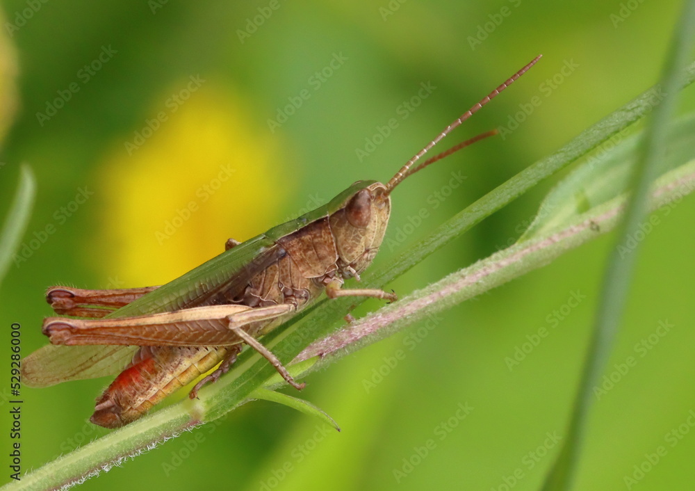 Grasshopper on a leaf Grasshopper on a leaf