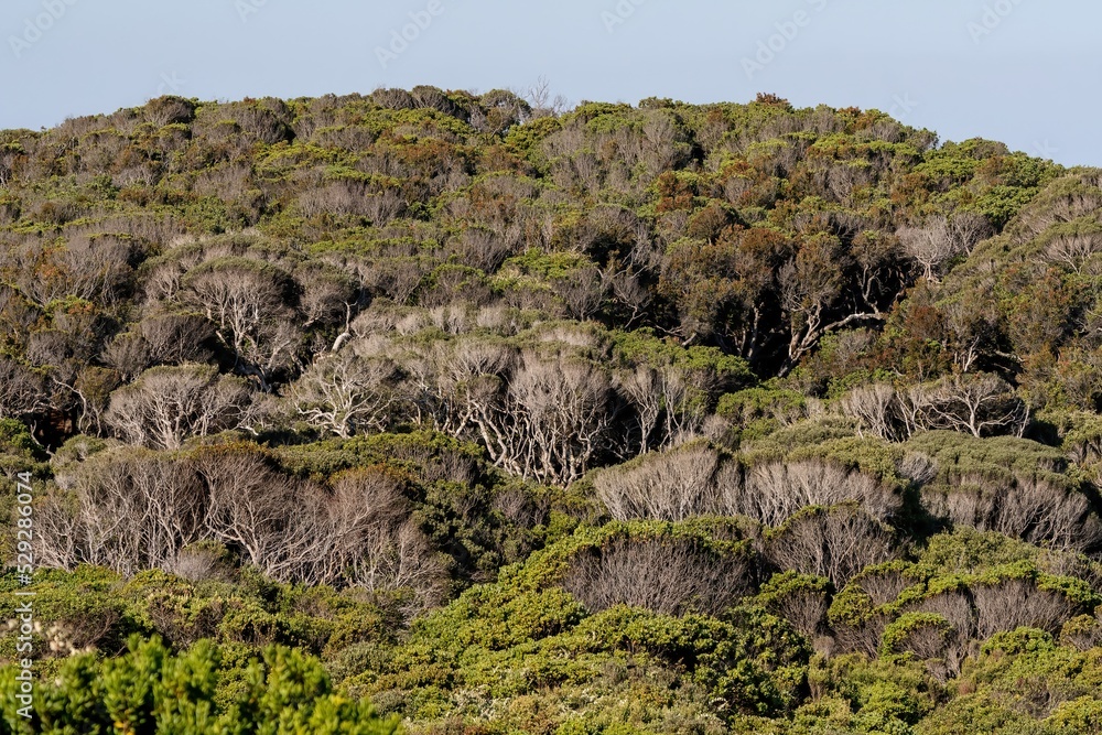 Bosque nativo en Rocoto, desembocadura del río Bio Bío