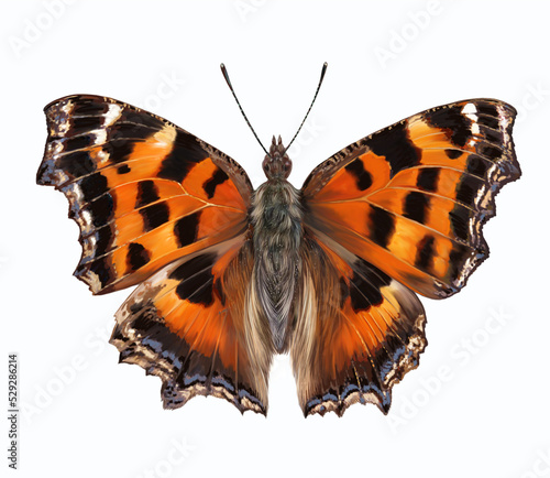 beautiful butterfly Nymphalis xanthomelas, scarce tortoiseshel