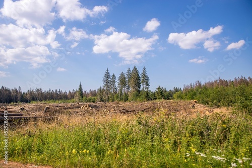 Cut-down trees put on top of each other with grown trees behind them in the Harz national park photo