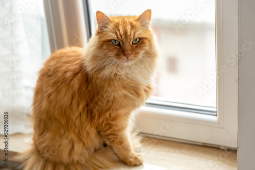 Large adult cat sits on the windowsill