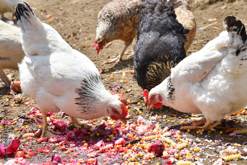 Hennen werden gefüttert - Freilandhühner photo