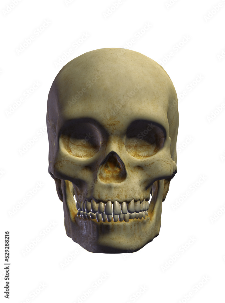 human skull isolated on white human skull isolated on white