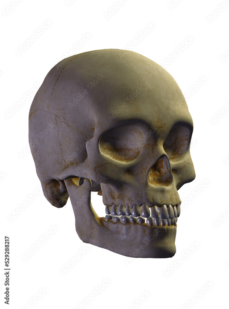 Obraz premium human skull isolated on white
