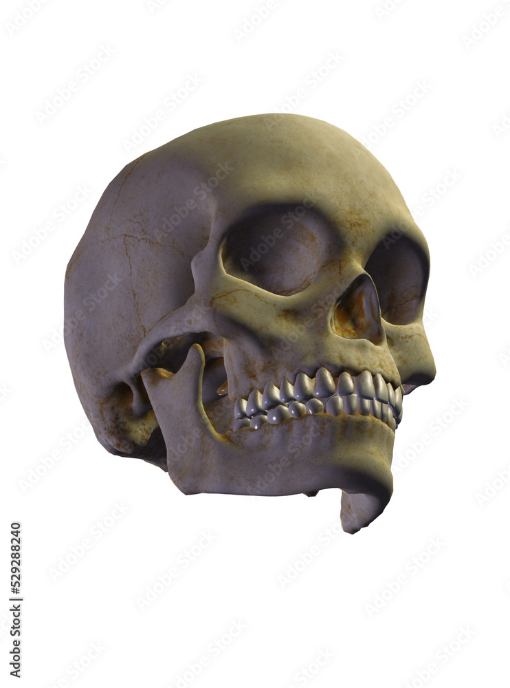 Obraz premium human skull isolated on white