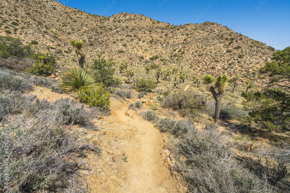 hiking the west side loop trail in black rock canyon, joshua tree national park, usa hiking the west side loop trail in black rock canyon, joshua tree national park, usa