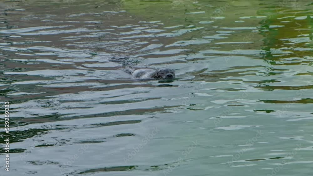 Earless Seal animal swimming in the sea close up. Seals head. Sea dog slow motion video. Earless Seal animal swimming in the sea close up. Seals head. Sea dog slow motion video.
