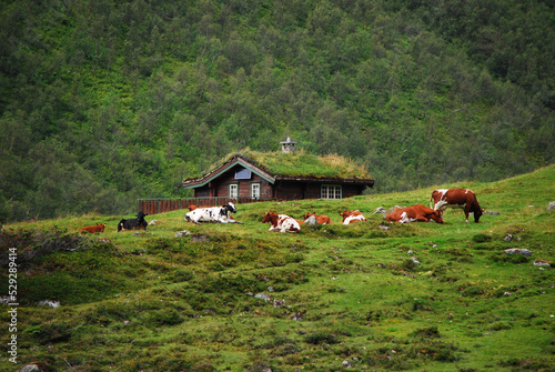 Cows graze on a pasture in the mountains, in the background a mountain cottage and mountains. Norway, Scandinavia.