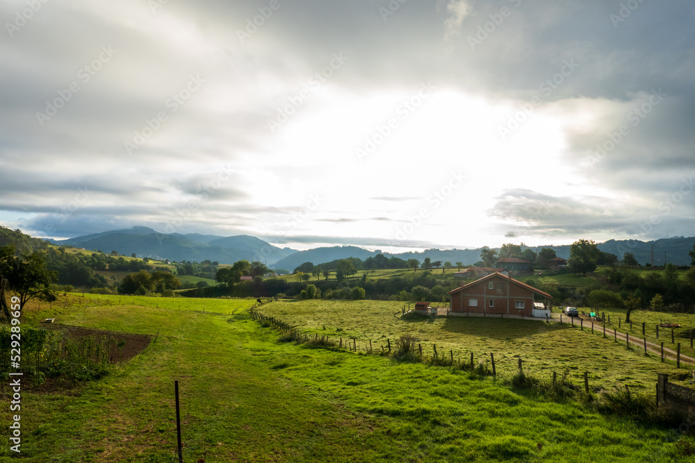 Obraz premium landscape with vineyard