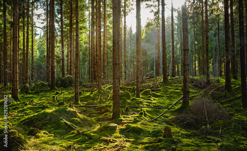 Sun shining through forest landscape in Hassleholm, Sweden