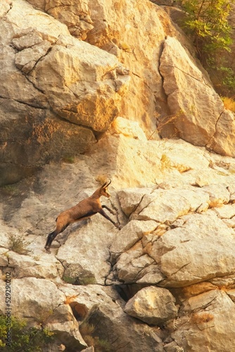 Alpine chamois jumping in rocky terrain of Mala Paklenica Croatia during sunset. Chamois in movement with beautiful sunny warmth background.