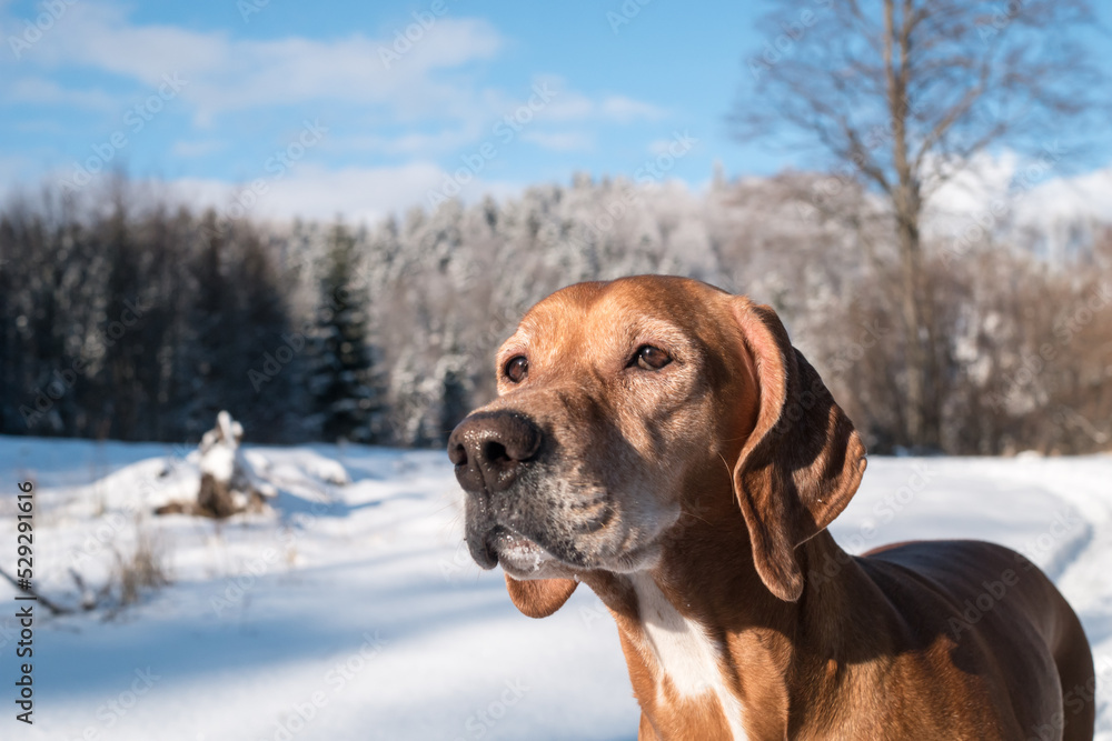 Dog portrait of Hungarian vizsla  hybrid in mountains full of snow. The sun shines on cute female dog looking to the nature. Have a nice time with pet in the forest. Hunting breed. Young canine.  
