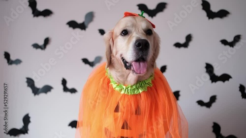 A dog in a pumpkin costume for Halloween. A golden retriever sits on a white background with bats and a smile on his face photo