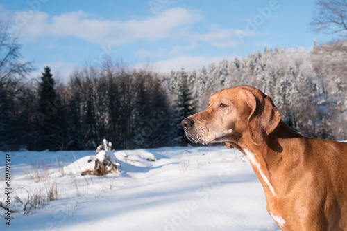Dog portrait in the winter forest. Hungarian Vizsla hybrid in mountains full of snow. The sun is shining on happy female dog looking to the nature. Have a nice time with pet outdoor.  
