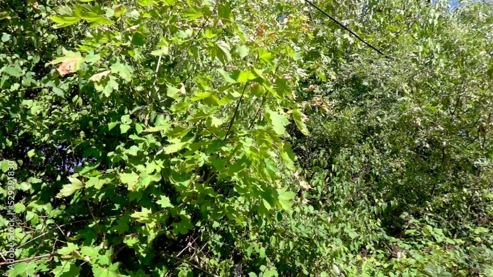 The wind plays with the leaves in the treetops The wind plays with the leaves in the treetops
