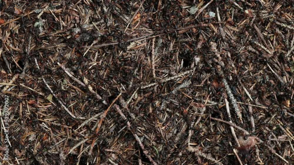 Anthill full of Ants close up Anthill full of Ants close up